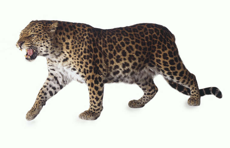 lleopard