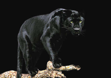 panthera