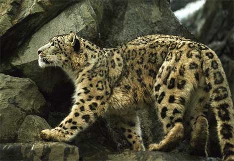 snow-leopard