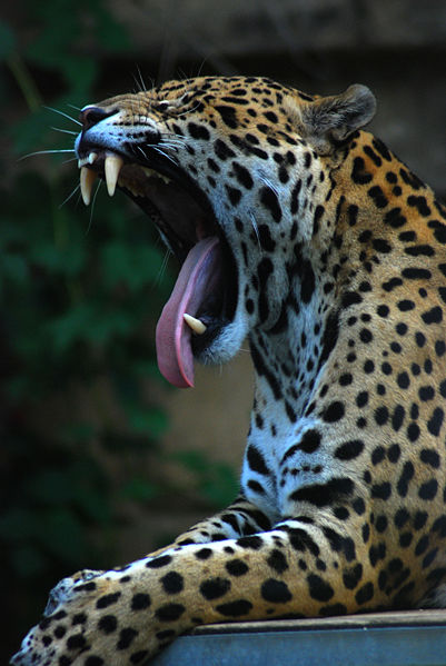 jaguar