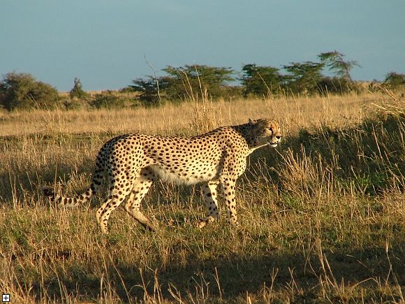 gepard1