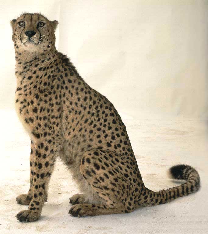 gepard2