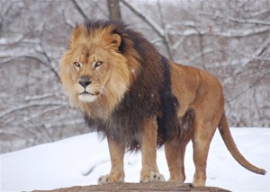 Obrázok